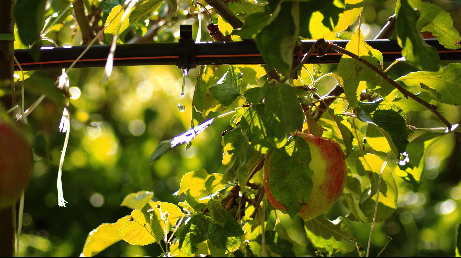 Steuerung Tropfbewässerung